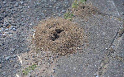 Summer Ant Takeover: Why Ants Are Worse in Humid Weather