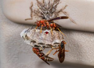 Northern Paper Wasp nest and eggs. Insect and nature conservation, habitat preservation, and backyard flower garden concept.