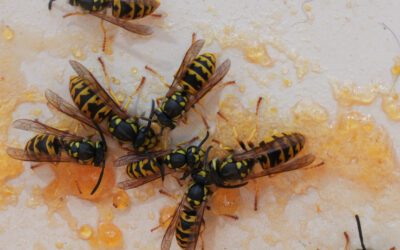 Wasp vs. Hornet Identification: A Homeowner’s Guide to Staying Safe Outdoors